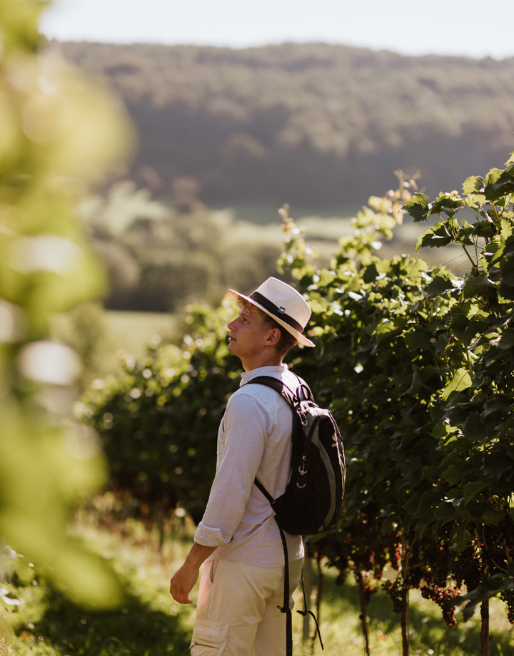 Een wandelaar met een Frans hoedje wandelt door de wijnranken in Slenaken