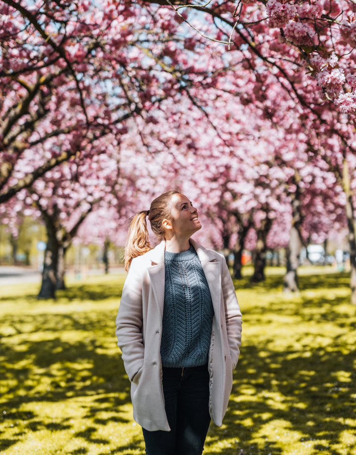 Een vrouw loopt onder de roze bloesembomen in het Stadspark van Sittard